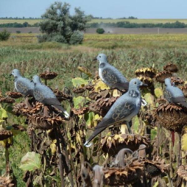 Полювання на горлицю з чучелами. Відео звіт 2011 р. фото