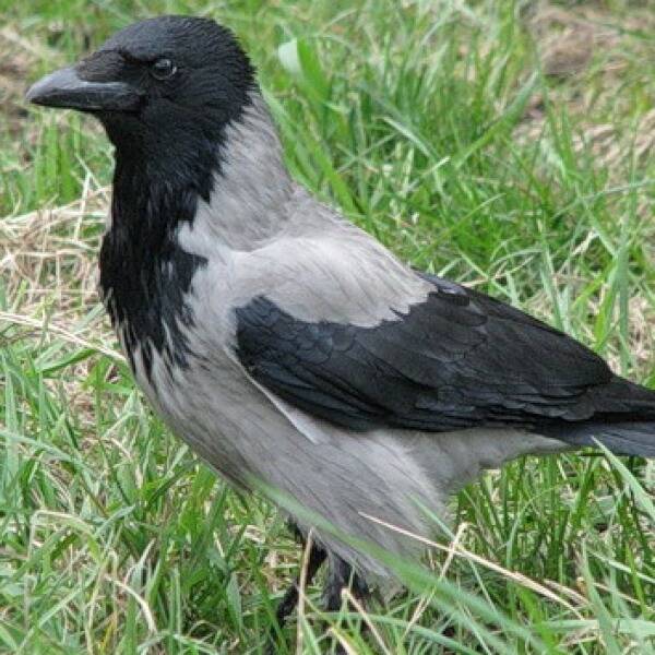 Тактика полювання на ворон фото