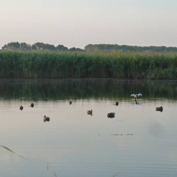 Відео звіт про полювання на качку. Серпень 2011р. фото