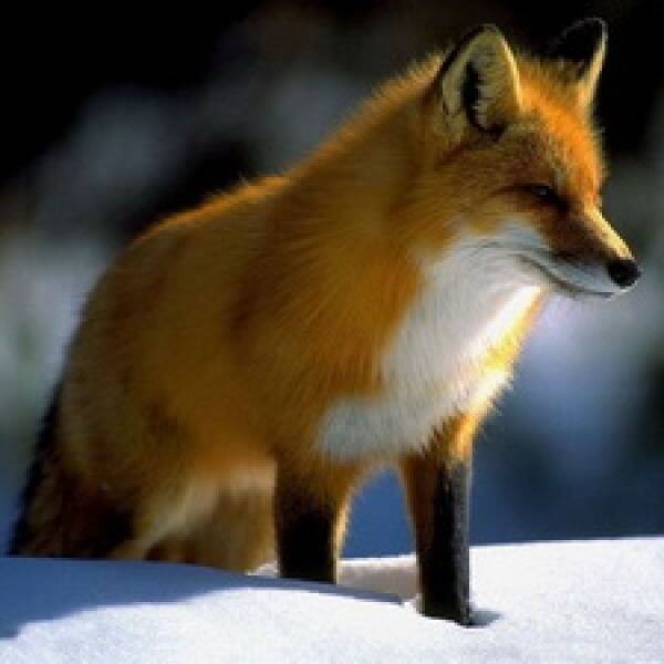 Полювання на лисицю з манком фото