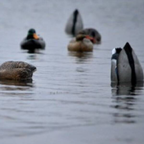 Полювання на качок на великих водоймах із використанням опудал фото