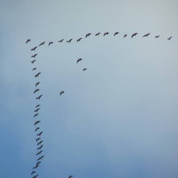 Полювання на гусака з чучелами фото
