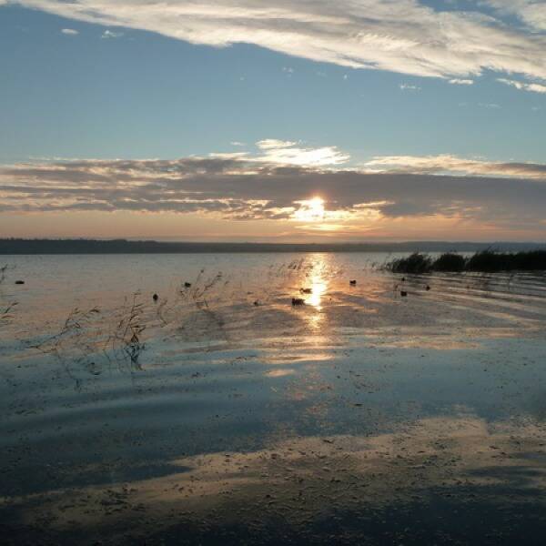 Полювання на лиман або зустріч старих друзів. фото