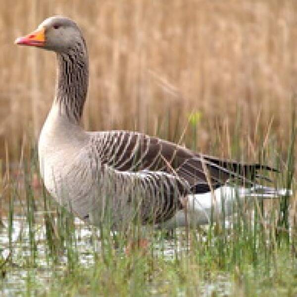 Сірий гусак фото