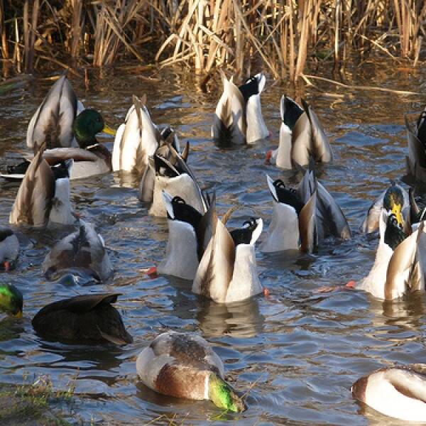 Стійкі качки. фото
