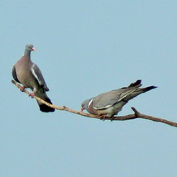 Полювання на вяхиря з чучелами фото