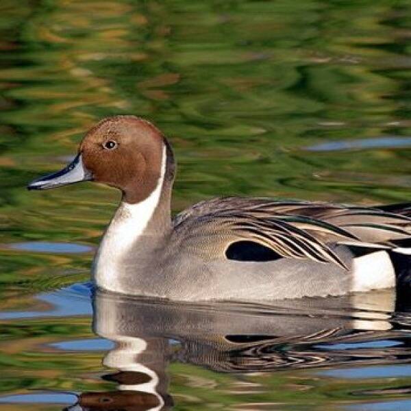 Шилохвість фото