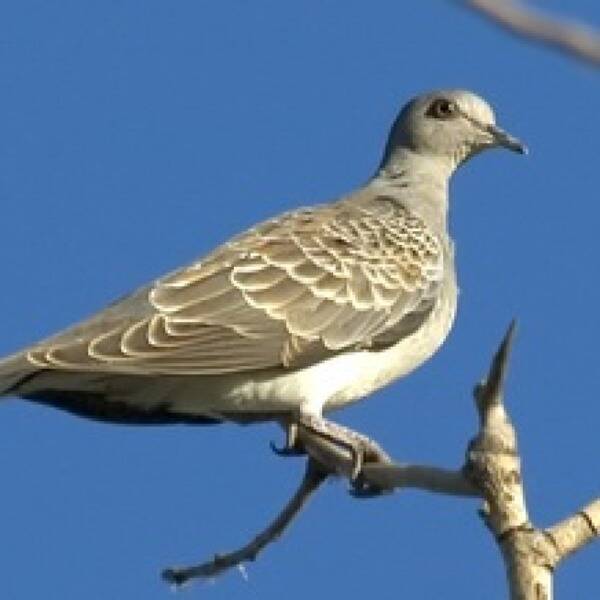 Полювання на горлицю фото