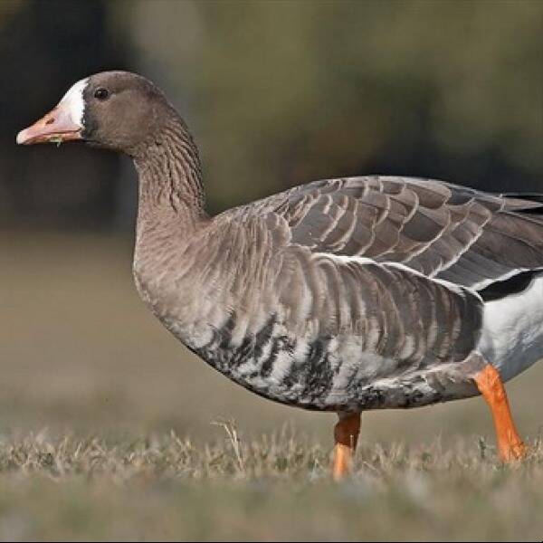 Білолобий гусак фото