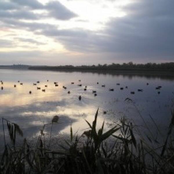 Полювання на качок із чучелами та з підсадними фото