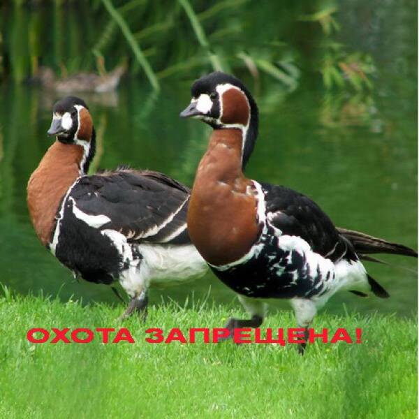 Червонозоба казарка – вид, що зникає фото