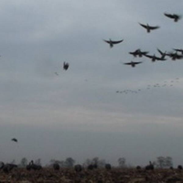 Відео про полювання на гусака фото