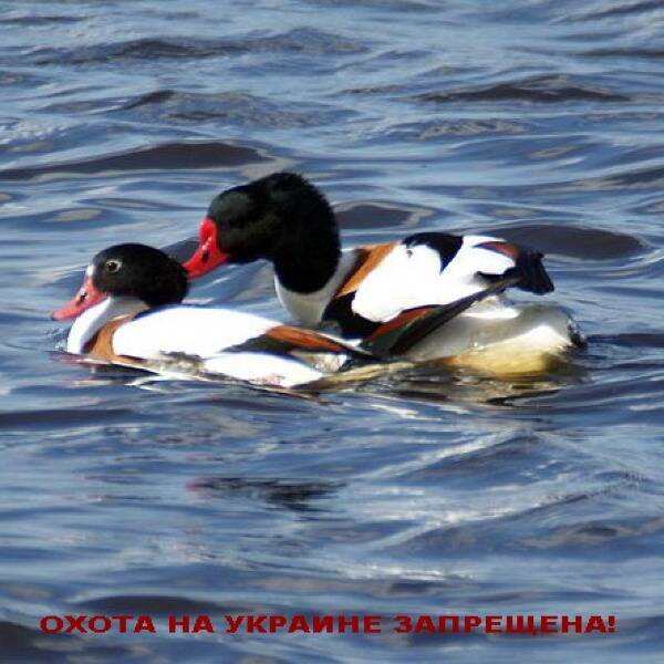 Пеганка-качка солоних лиманів фото