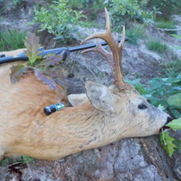 Полювання на козулю з манком фото