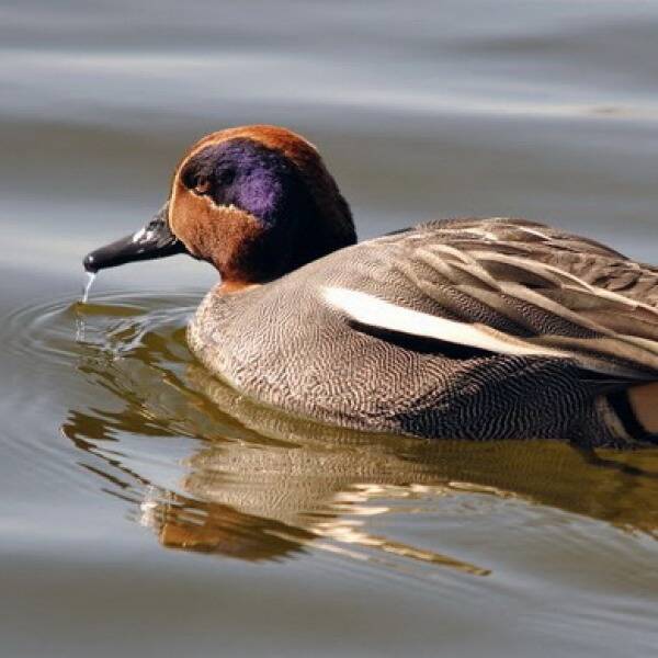 Чирок-свистунок фото