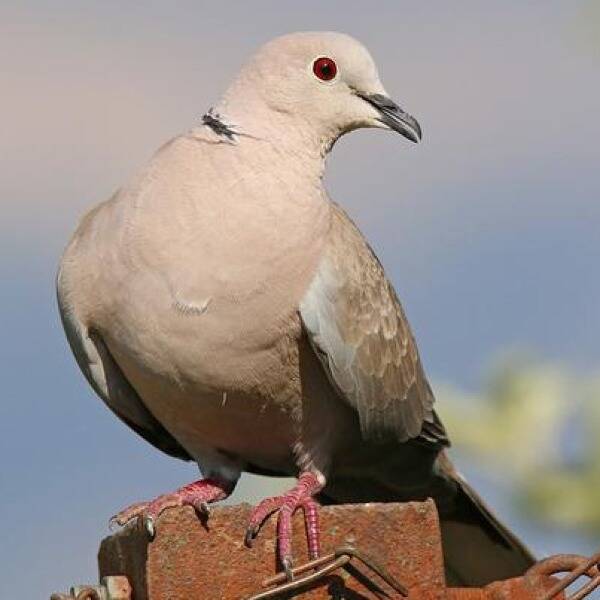 Відкриття сезону 2012. Полювання на горлицю фото