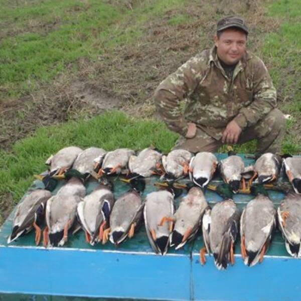 Як манити білолобого гусака. Частина 1 фото