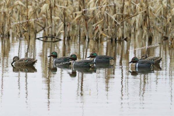 Чучела чирка Flambeau-комплект з 6 штук