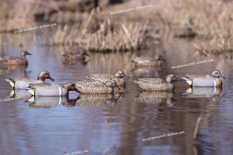 Чучела чирка Green-Wing Teal комплект из 6 штук