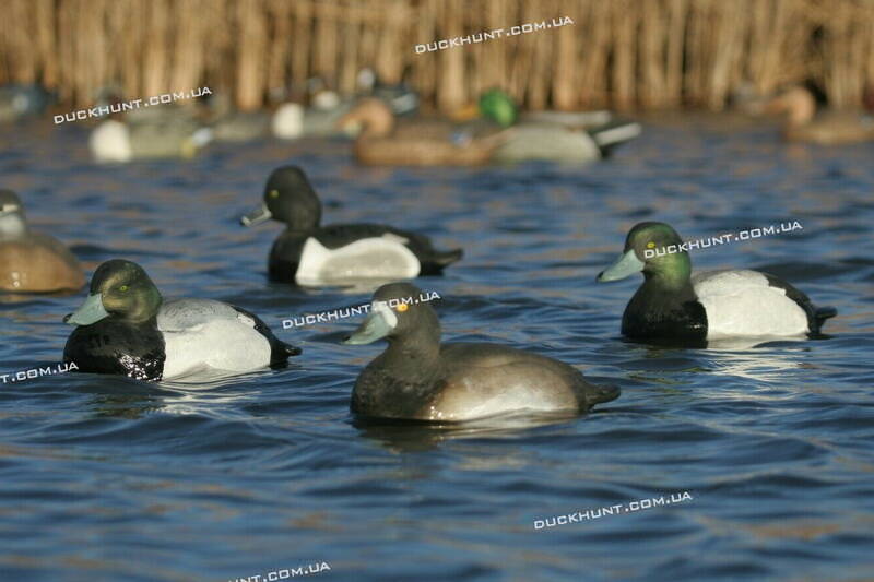 Чучела чернети Life Size Blue Bill Decoy комплект из 6 штук