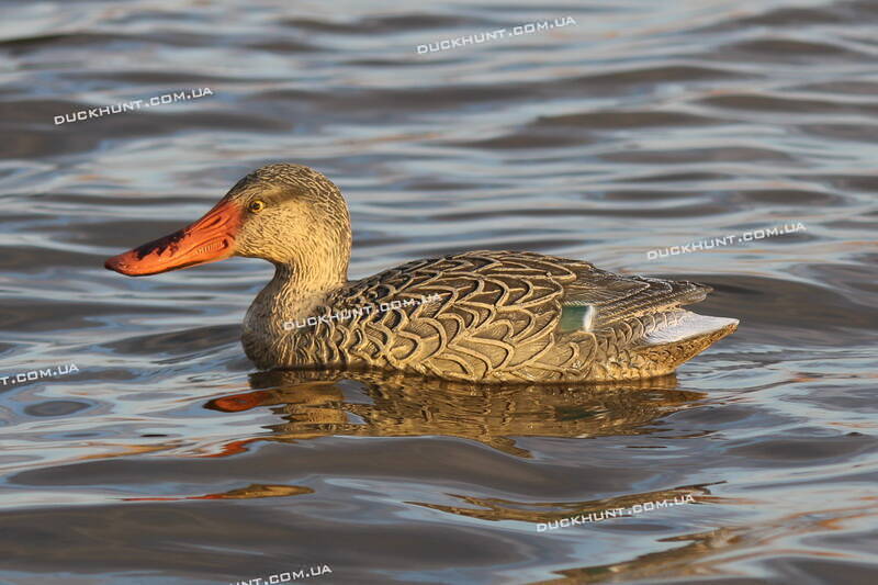 Чучело качки широконіски SPORT PLAST STD 12