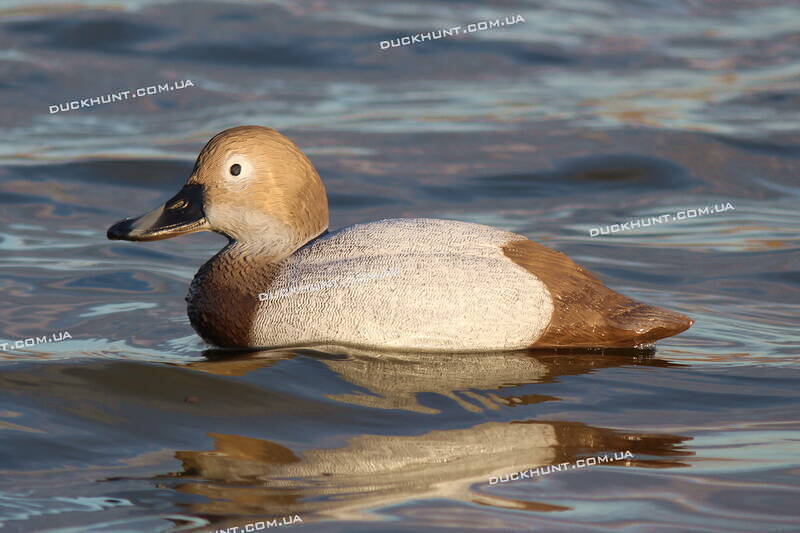 Чучело качки черні червоноголової SPORT PLAST STD 08