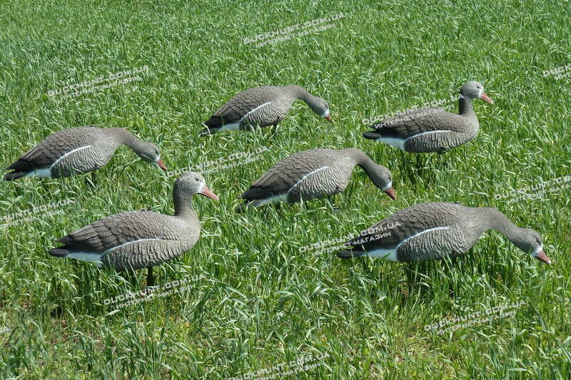 Чучела білолобої гуски SPORT PLAST SH1P140. Комплект 6 шт