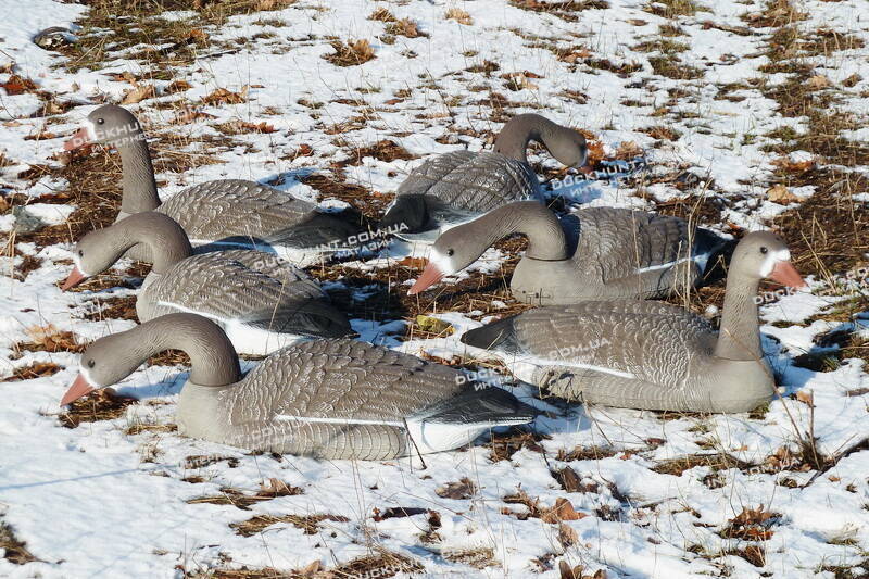 Чучела білолобої гуски SPORT PLAST VB440. Комплект 6 шт