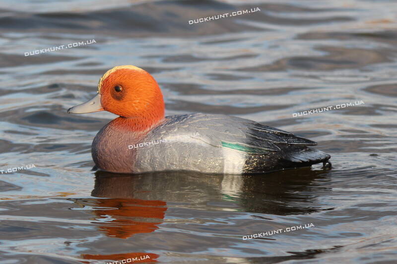 Чучело селезня свиязи SPORT PLAST STD 05