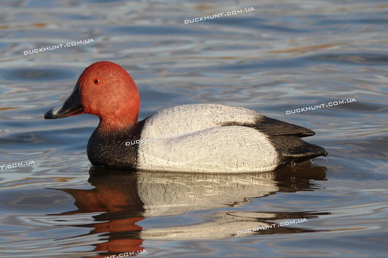Чучело селезня черні червоноголової SPORT PLAST STD 07