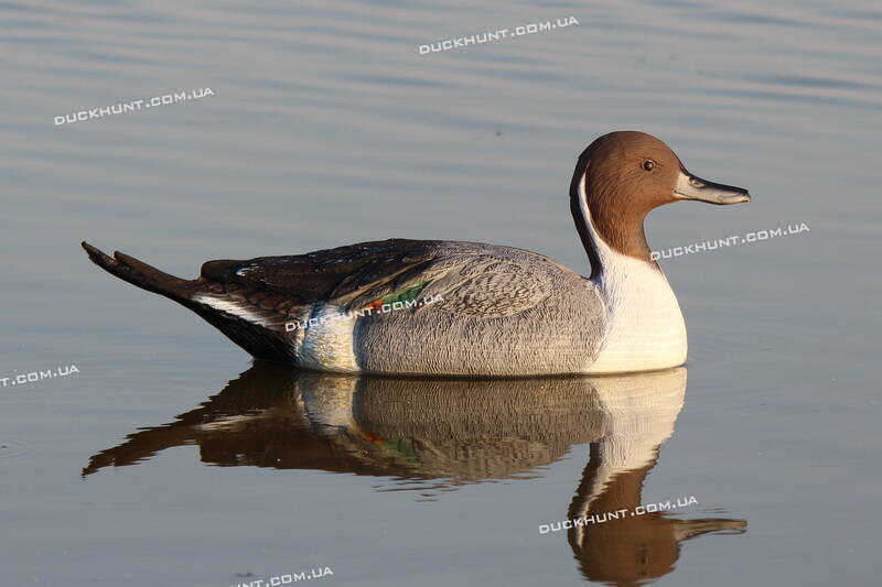 Чучело селезня шилохвіст SPORT PLAST STD 03