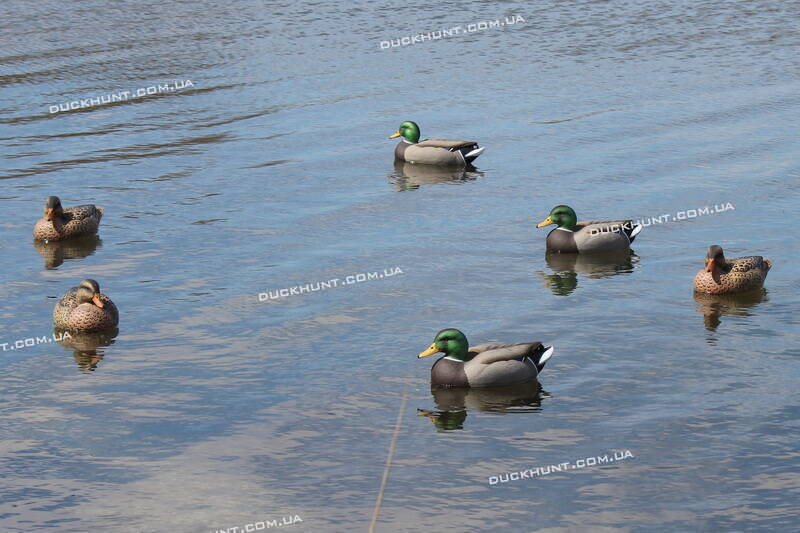 Чучела кряквы Essential Standard комплект из 12 штук