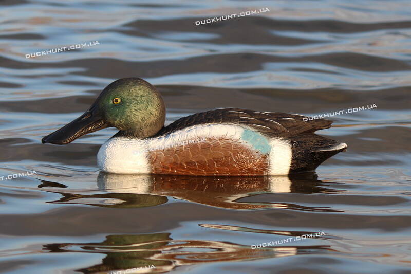 Чучело селезня широконіски SPORT PLAST STD 13