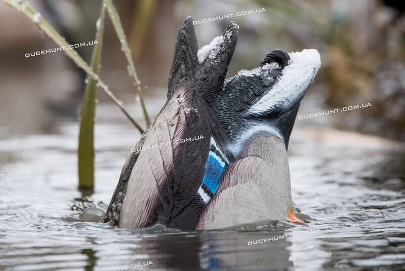 Чучело селезня Quiver Duck Butt HD