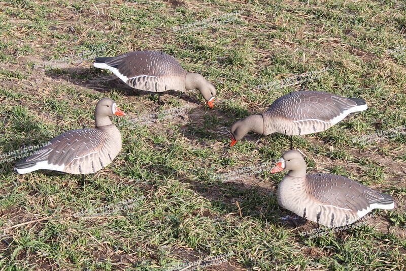 Чучела білолобої гуски GHG Pro-Grade. Комплект 12 шт