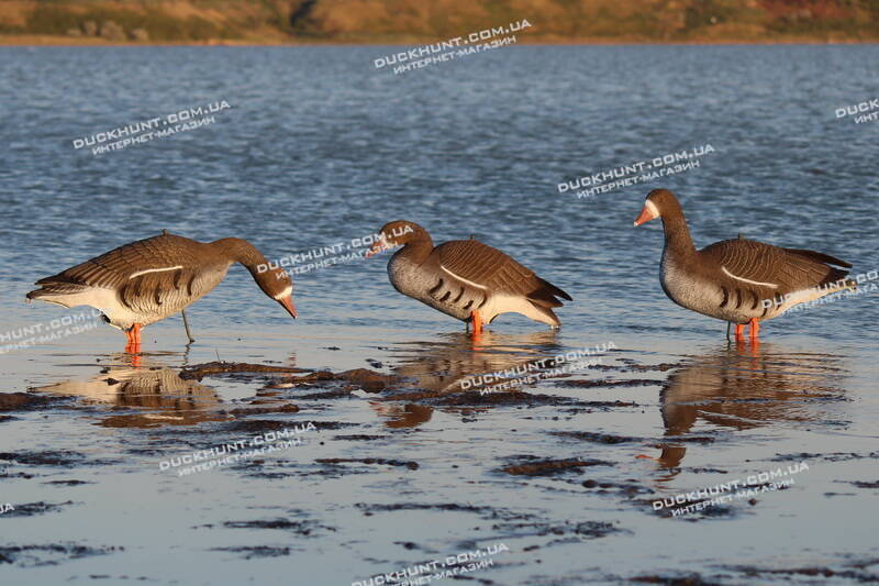 Чучела білолобої гуски  SPORT PLAST DLX 940. Комплект 6 шт