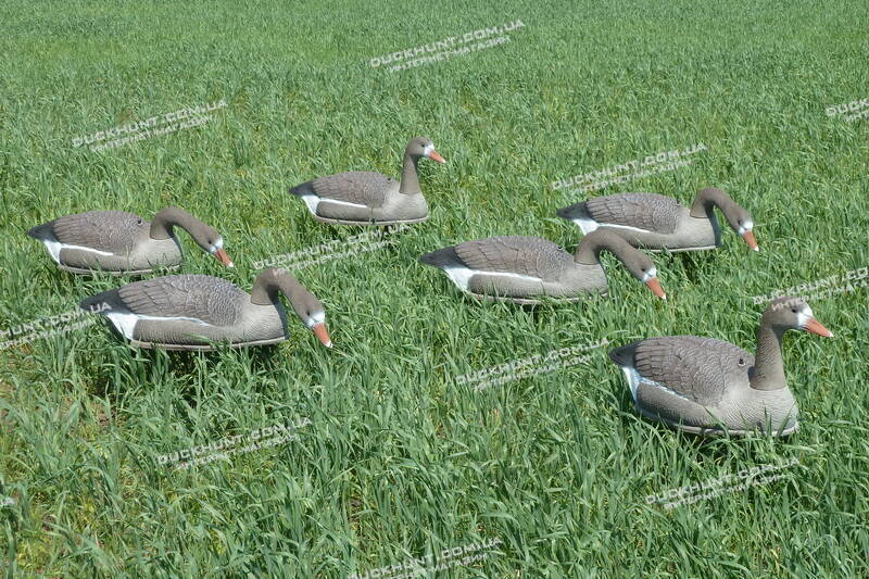 Чучела білолобої гуски SPORT PLAST SH2P240. Комплект 6 шт