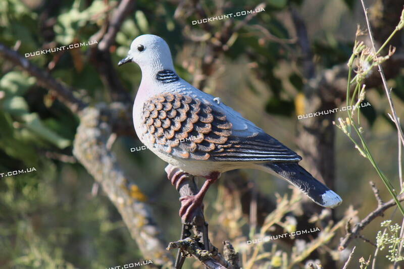 Чучело європейської горлиці SPORT PLAST 5640