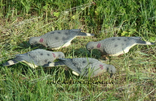 Чучела горлицы (LD4F)