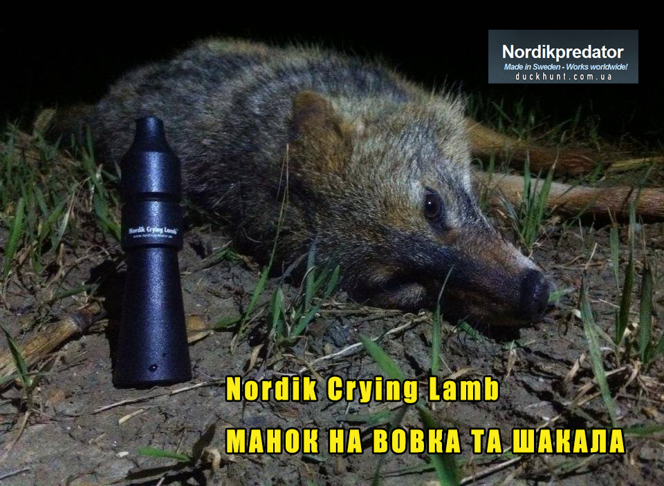 manok_na_shakala_crying_lamb