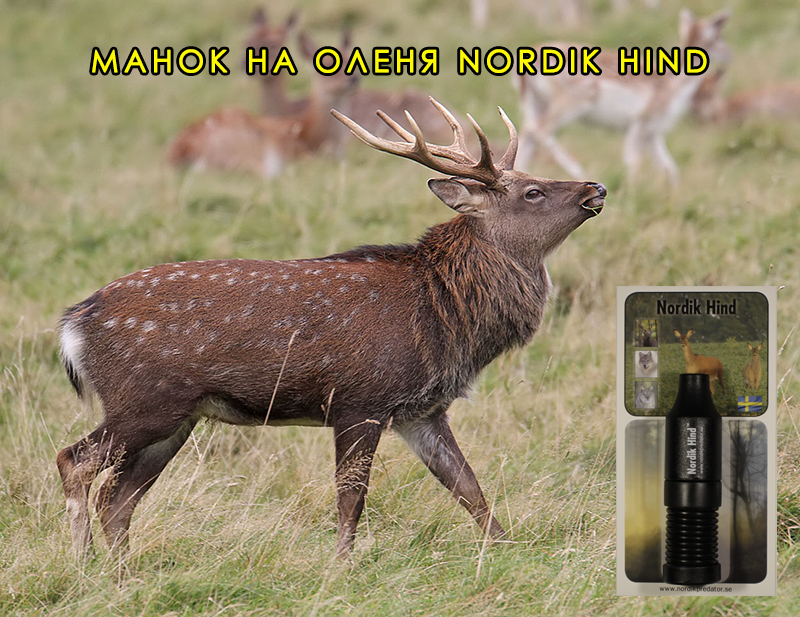 manok-na-olenya-nodik-hind