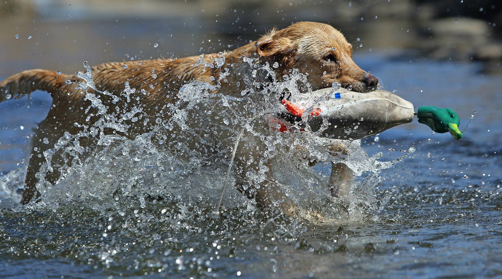 dokken_mallard_utka_aport_ponoska_dlya_sobak