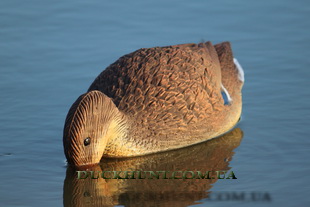 sport plast fe1003us