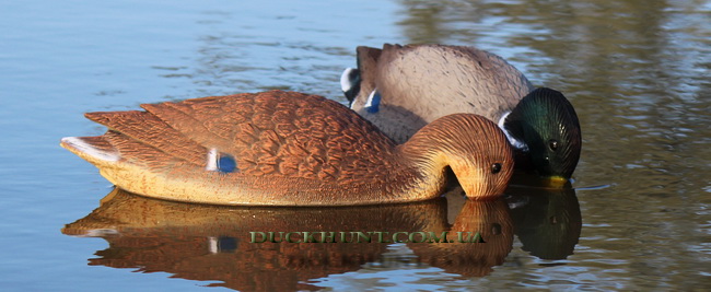 sport plast fe1003us 650