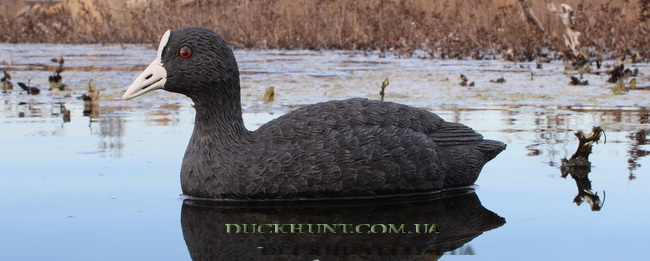 sport plast std24 650